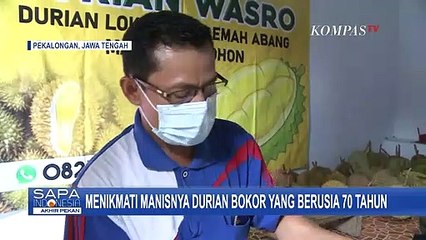 Ditanam Sejak 70 Tahun Lalu, Nikmatnya Durian Bokor Primadona dari Pekalongan