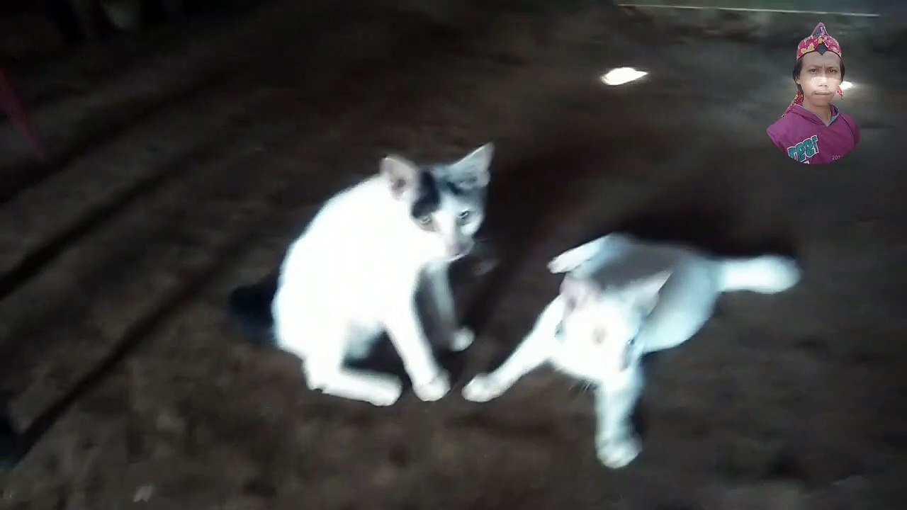 cat fight
