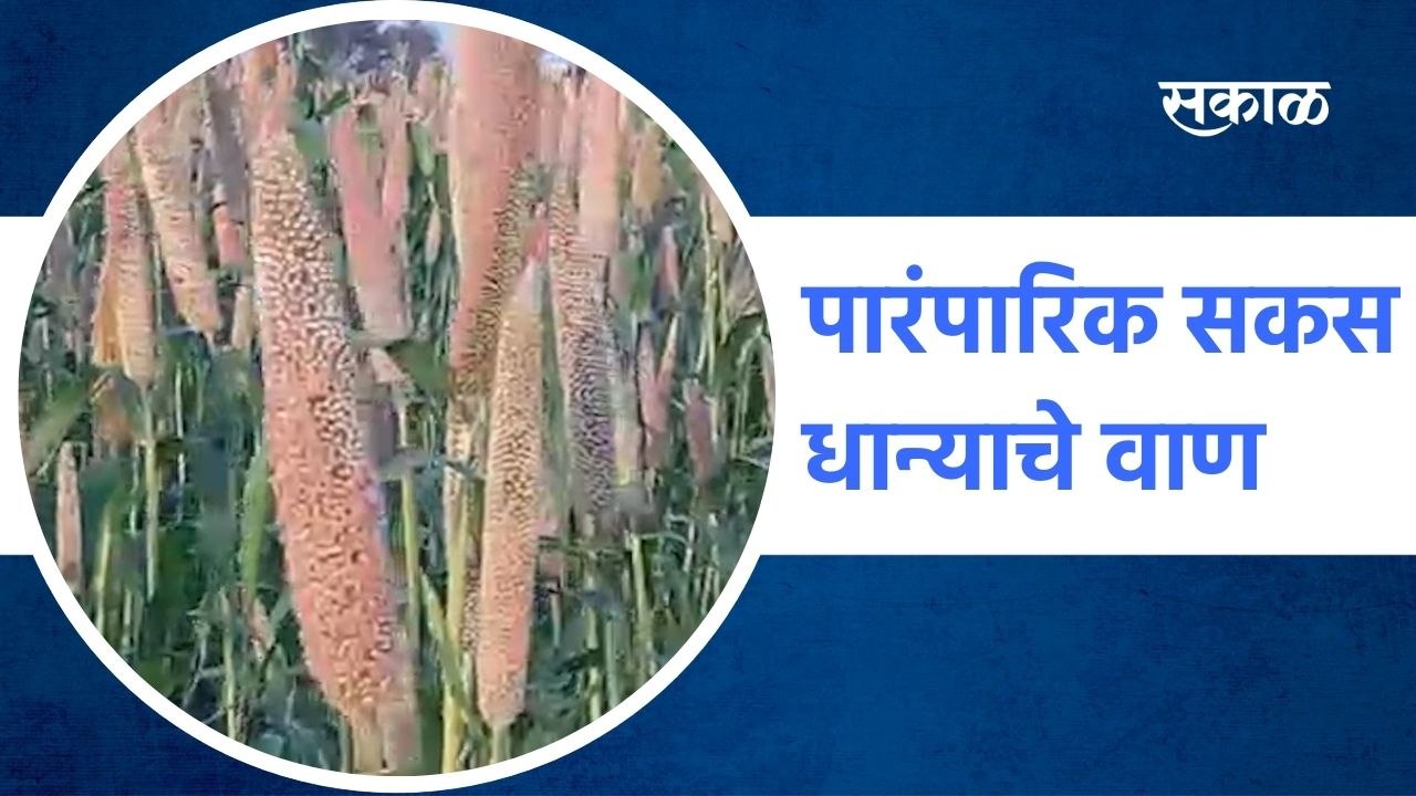 नवरात्री विशेष : पारंपारिक सकस धान्याचे वाण