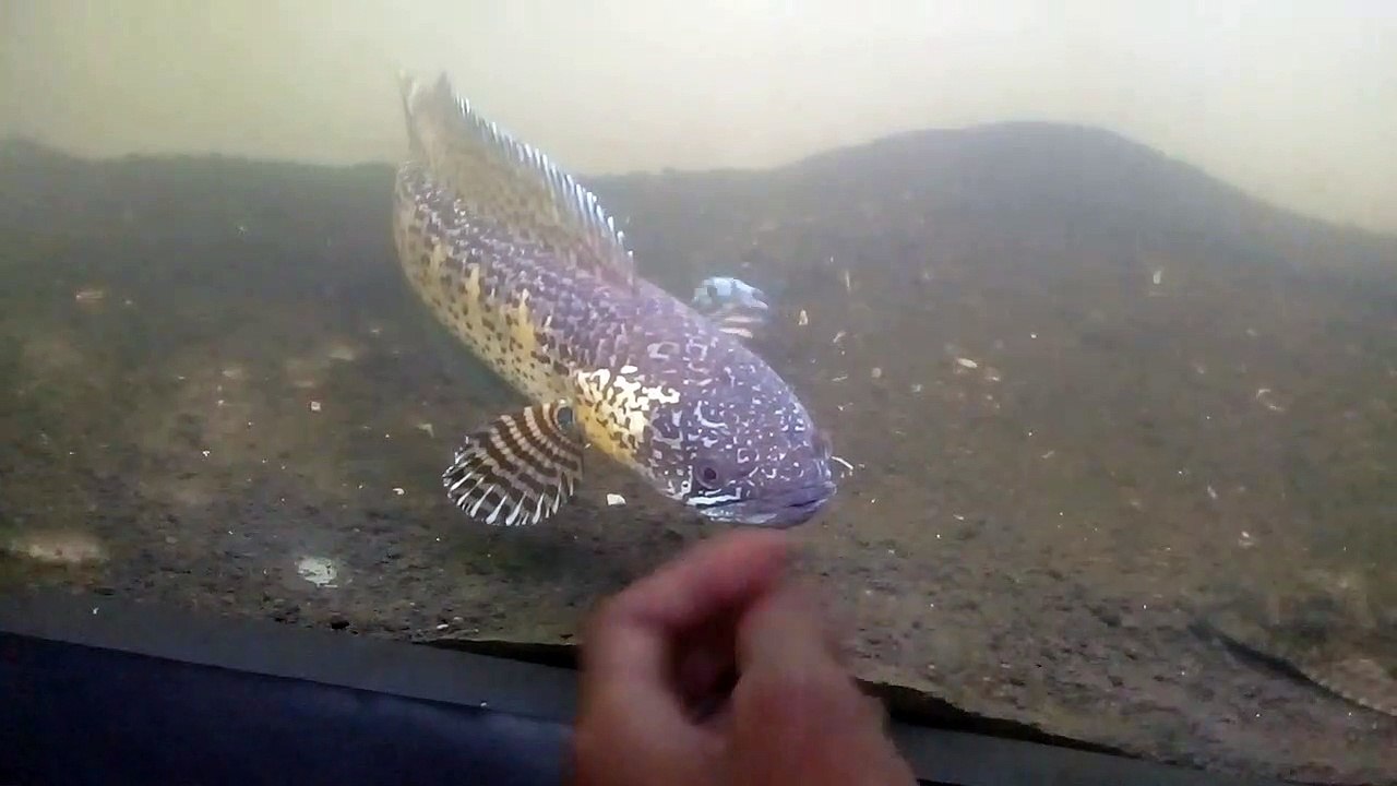 Channa auranti jumbo