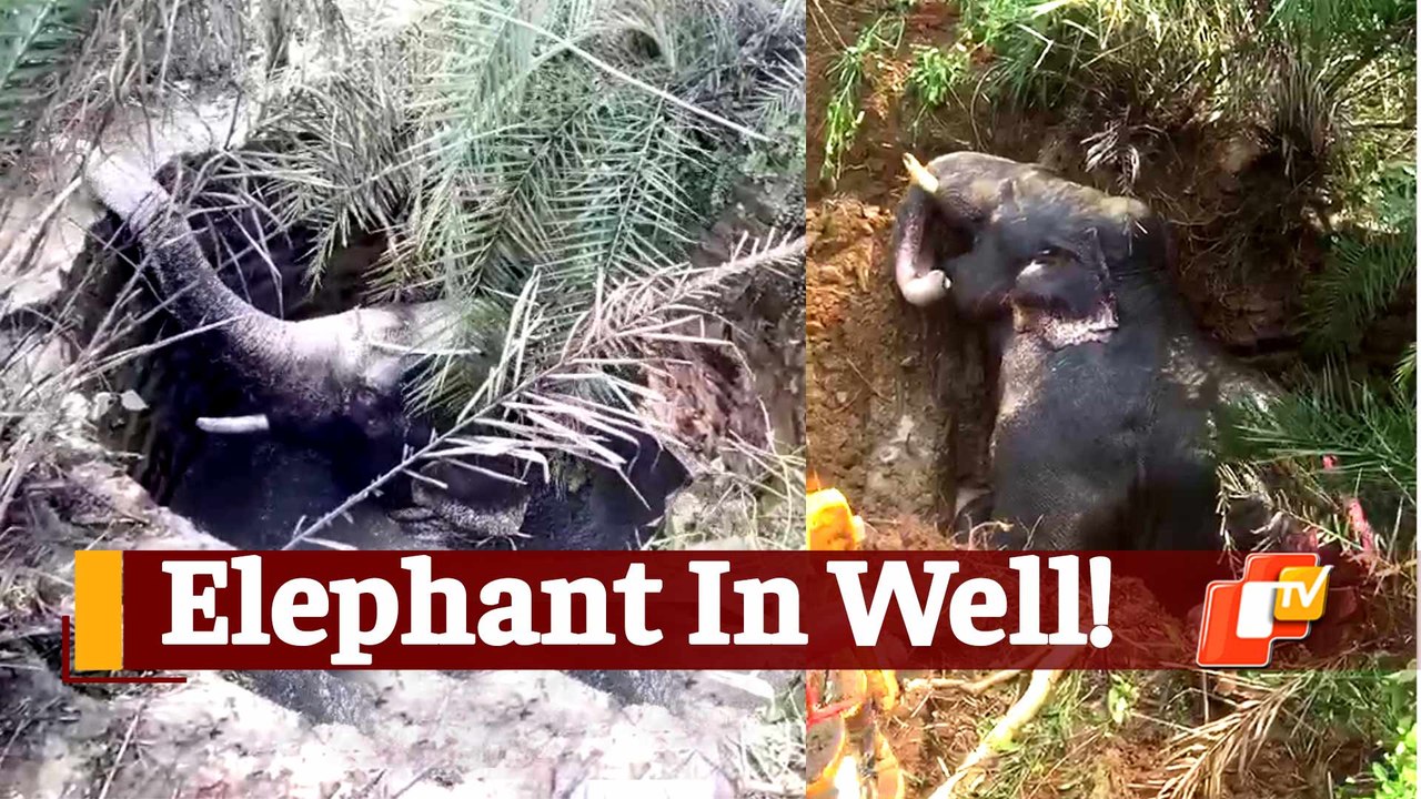 Watch Tusker Stuck In Abandoned Well, Rescued By Forest Officials