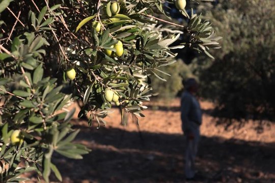 Zeytin ve zeytinyağında yüksek rekolte beklentisi üreticiyi sevindirdi