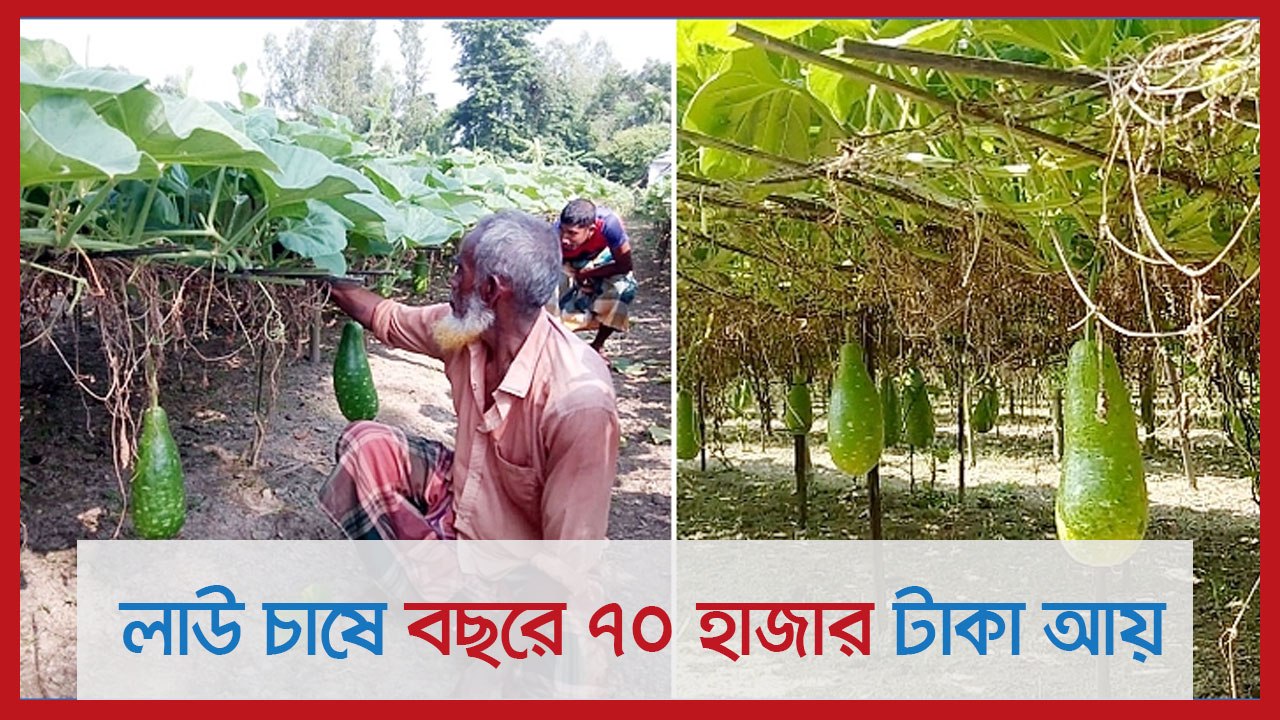 লাউ চাষে বছরে ৭০ হাজার টাকা আয় | Jagonews24