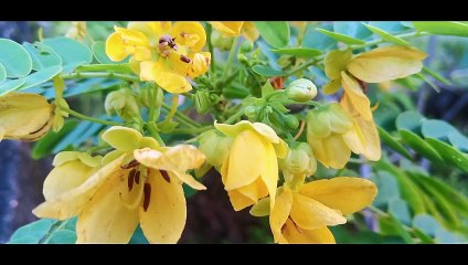 INSTRUMENTAL MUSIC II BEST INSTRUMENTAL MUSIC RELAXING