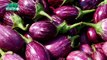 Immunity Booster And Other Health Benefits Of Eggplant