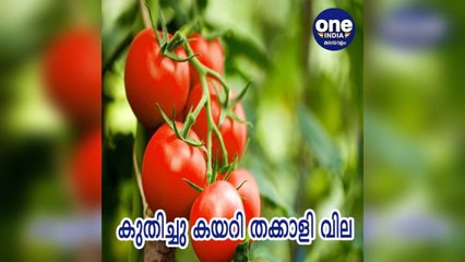 കുതിച്ചു കയറി തക്കാളി വില | Oneindia Malayalam