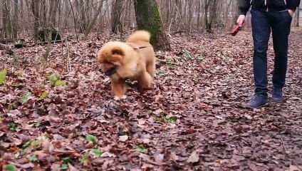 How to keep your dog calm and safe during fireworks