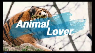 Bull dog |Animal Lover |Animal Channel |Dogs/Breeds