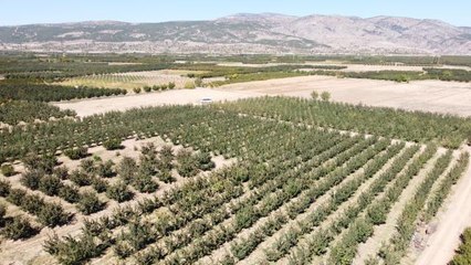 Ege'nin elma deposu Çivril'de rekolte beklentisi 180 bin ton
