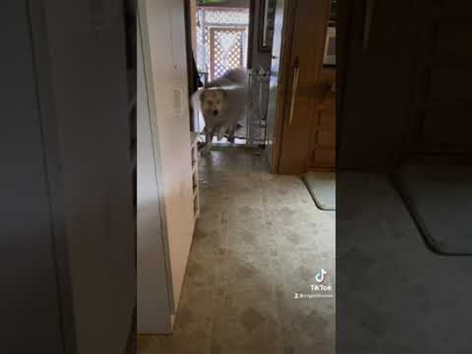 Cone Can’t Stop Doggy From Squeezing Through Gate