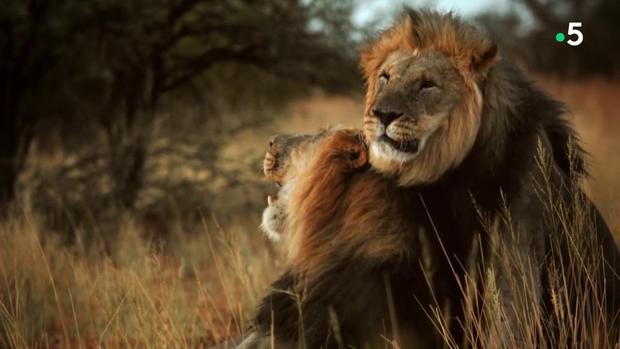 Grandir dans la savane - Frères et soeurs