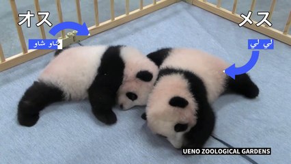 إطلاق اسمين على توأمي الباندا في حديقة حيوانات في طوكيو