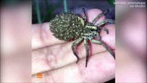 Cette araignée transporte ses bébés sur son dos... Adorable ou terrifiant