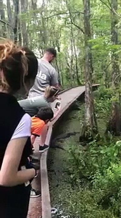 Ce débile fait tomber son smartphone à côté d'un crocodile