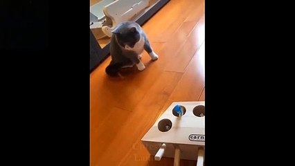 Baby Pets - Cute and Funny Pets Videos Compilation
