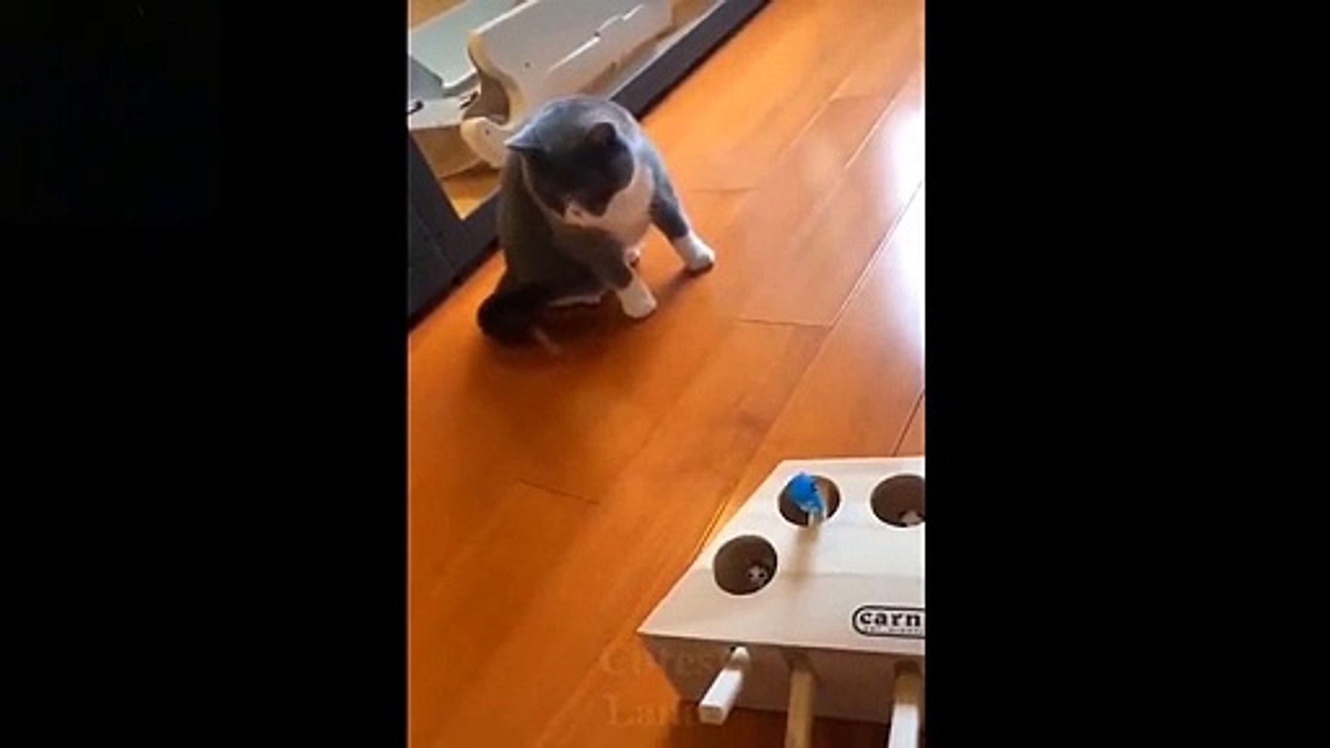 ⁣Baby Pets - Cute and Funny Pets Videos Compilation