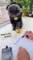 Lovely Cat, black cat, cats, funny cats, funny cat videos 1577