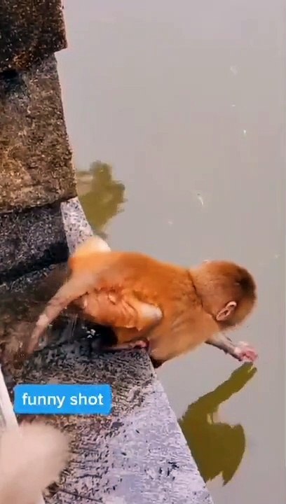 Monkey Funny video || #funny #comedy #viral