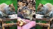 Cute animal - cute squirrel eating nuts ️