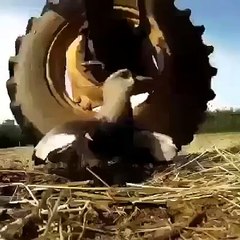 She didn't move at all, because she was mother