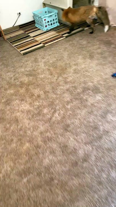 Focused Fox Gets Scared by Owner