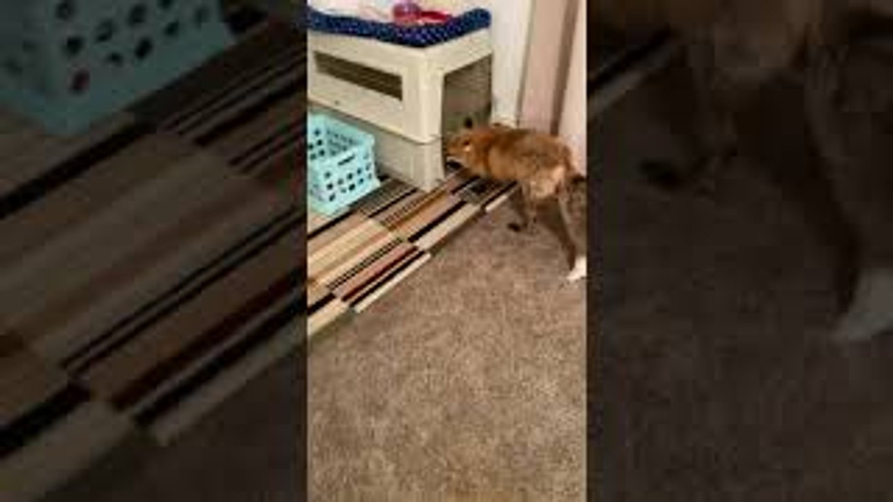 Focused Fox Gets Scared by Owner