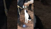 Cat Drinks Milk Straight From the Udder