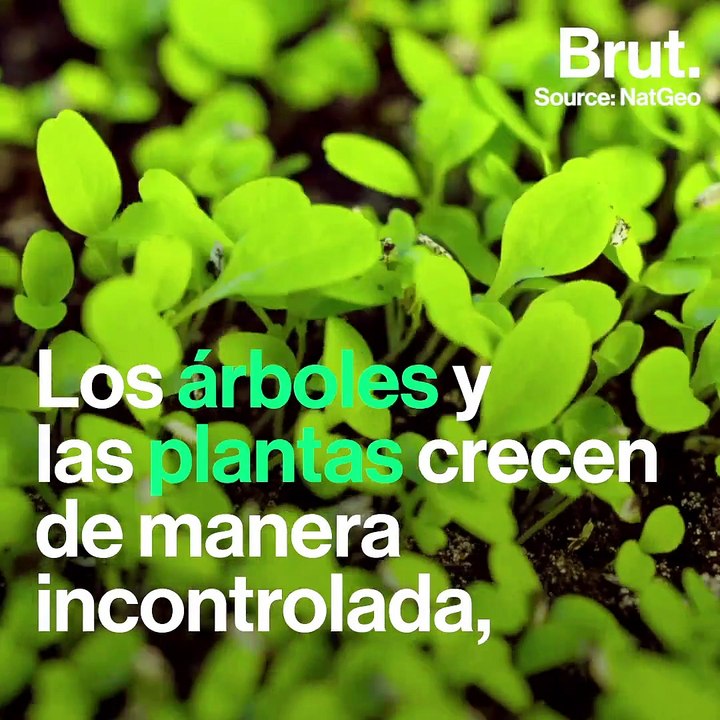¿Cómo sería el planeta sin los humanos?