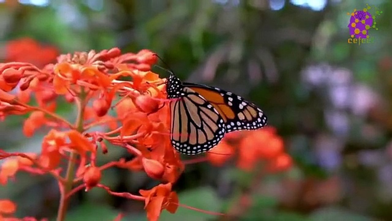 15 Minute Nice Relaxation Music for Stress-Relief | Flowers | Butter-fly | Positive Energy | Slow | Instrumental | Anti-Depression | Soothing | Sleep