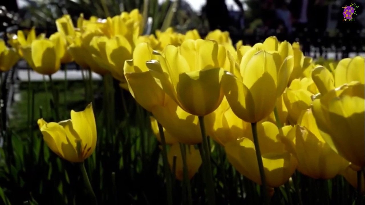 15 Minute Soothing Music for Relaxation | Flowers | Calming | Healing | Serene | Focus | Concentration | Stress-Relief | Serene | Slow | Sleep | Study