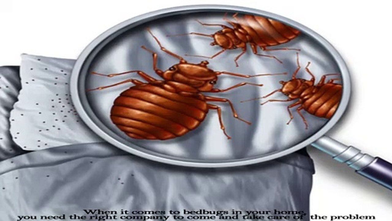 A1 Bed Bug Exterminator San Antonio