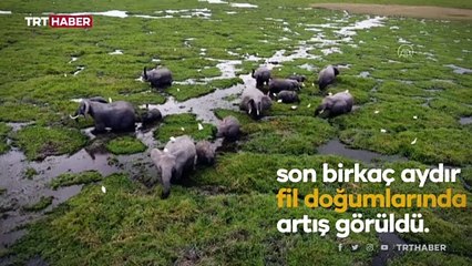 Kenya'da bebek fil sayısındaki artış sevindirdi