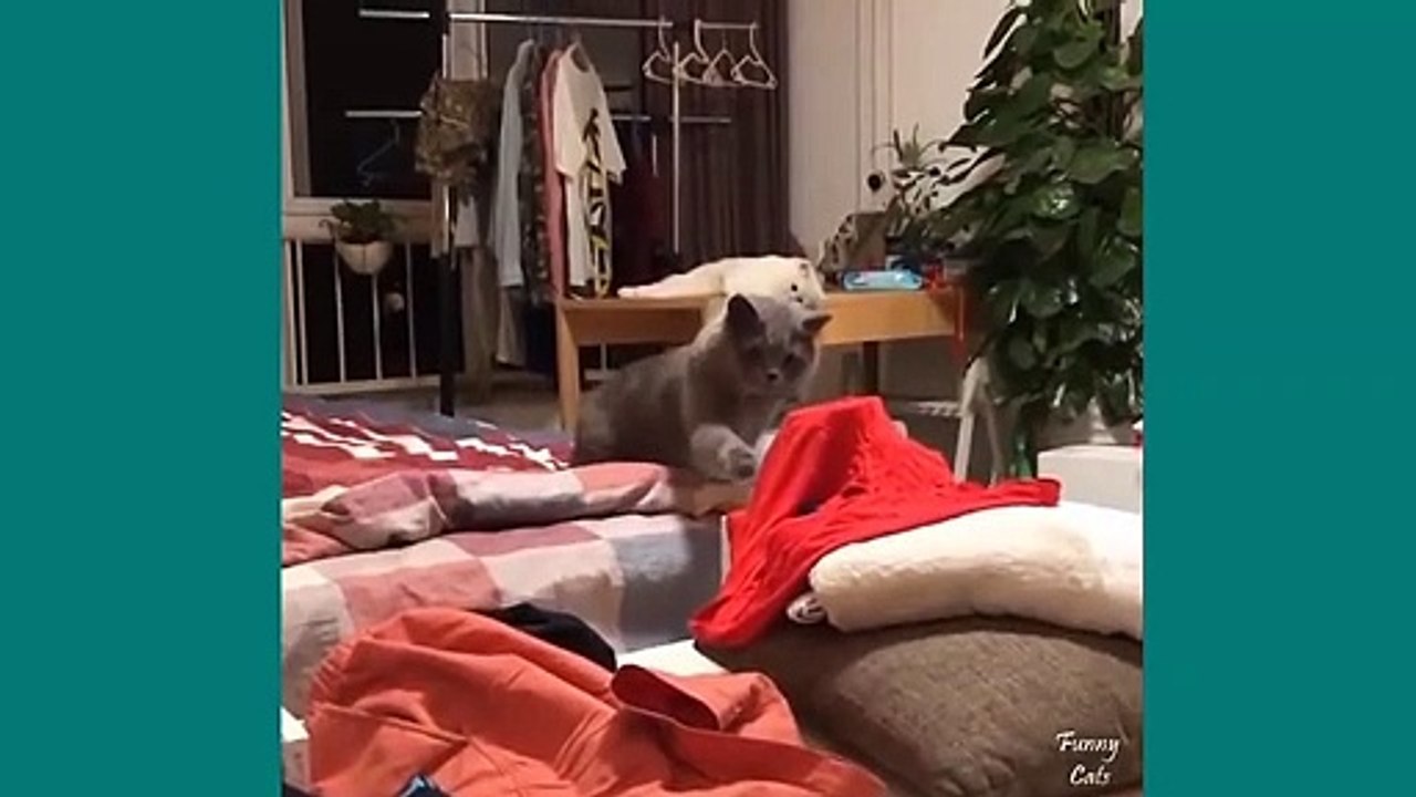 funny cat #13