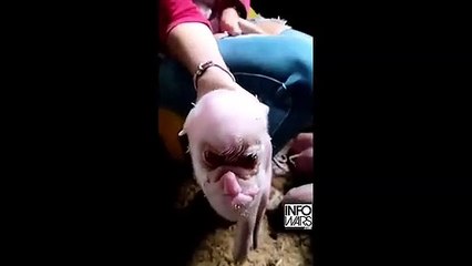 İnsan başlı domuz şoke etti! Maranki'den çarpıcı sözler!