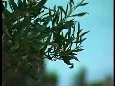 Александр Маршал и Ариана - Я тебя никогда не забуду