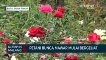 Relaksasi PPKM, Petani Bunga Mawar Mulai Ada Harapan