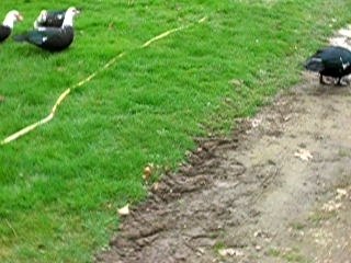 Canards & Argy
