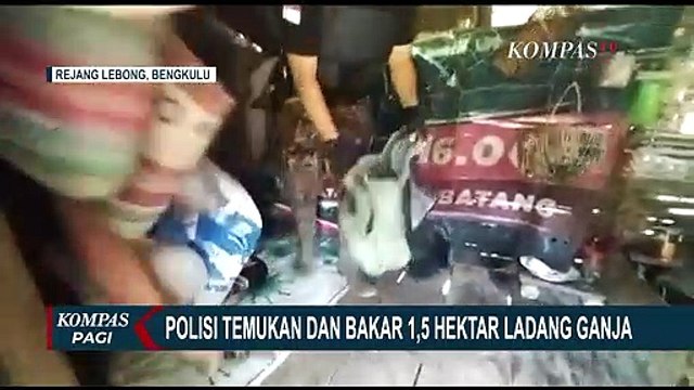 Polsek Padang Musnahkan Ladang Ganja Seluas 1,5 Hektar di Area Hutan Lindung