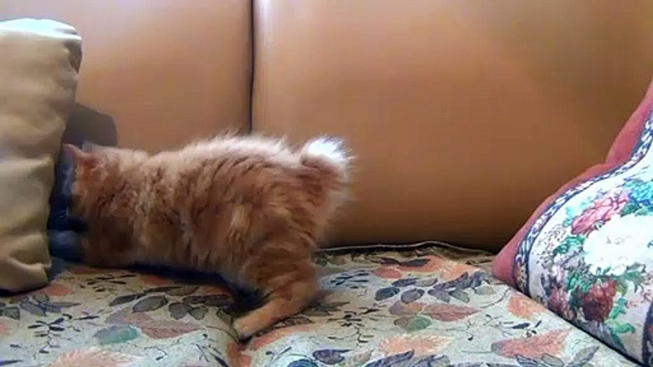 Cat Playing His Toy Mouse