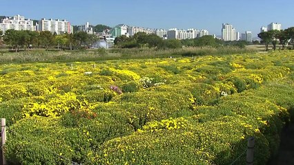 '가을정취 만연'...태화강 국가정원의 가을 / YTN