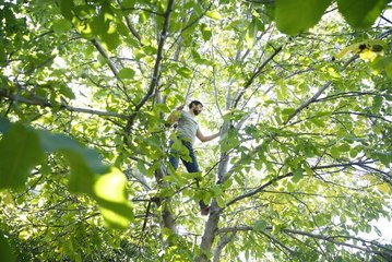 Üzüm bağlarıyla türkülere konu olan Gesi'de ceviz hasadı zamanı