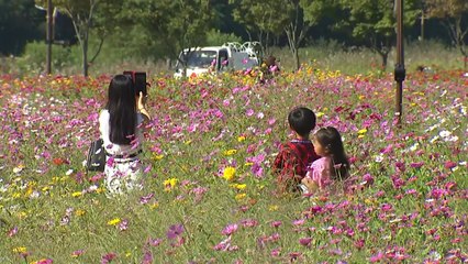 '가을정취 만연'...태화강 국가정원의 가을 / YTN
