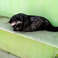 Musang pandan obes jinak