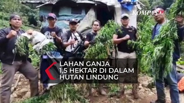1,5 Hektar Ladang Ganja di Hutan Lindung, Polisi Cabut dan Bakar Tanaman Ganja