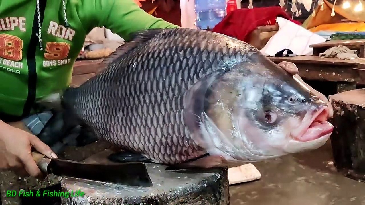 Amazing  Giant CATLA CARP FISH Cutting Live In Fish Market _ Fish Cutting Skills ( 720 X 1280 )