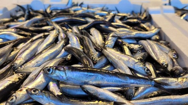 Karadeniz'de hamsi bolluğu; fiyatı yarıya düştü