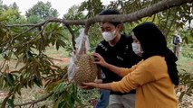 Viral, Wisata Kebun Durian Gresik