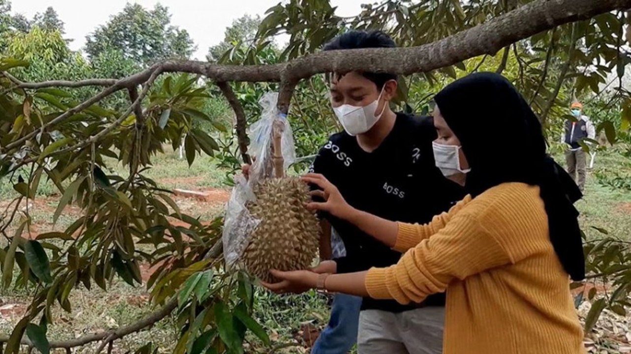 Viral, Wisata Kebun Durian Gresik