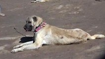 Talep yağıyor! Kangal köpekleri yurt dışına 50 bin dolardan, yurt içine 300 bin liradan satılıyor