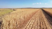 Diyarbakır'da ekim alanı artan mısırda 400 bin ton rekolte bekleniyor